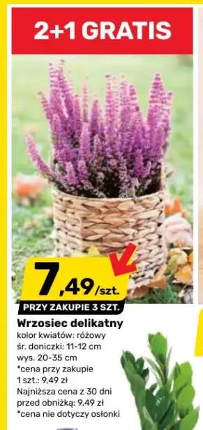 Wrzosiec delikatny różowy