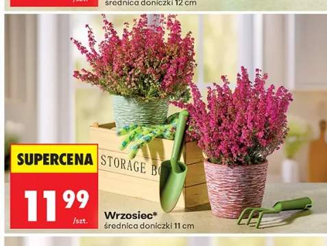 Wrzosiec