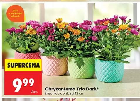 Chryzantema Trio Dark