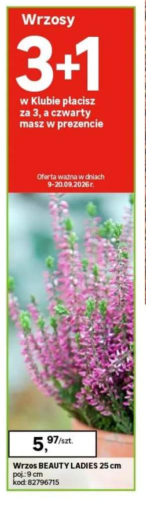 Wrzos Beauty Ladies 25 cm