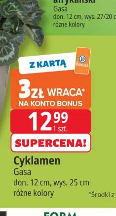 Cyklamen Gasa