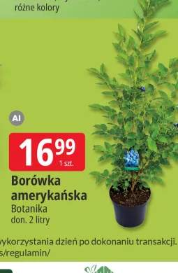 Borówka amerykańska Botanika
