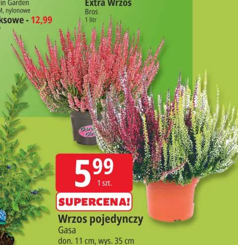 Wrzos pojedynczy Gasa +1 wariant