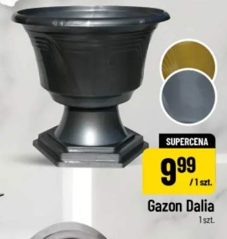Gazon Dalia