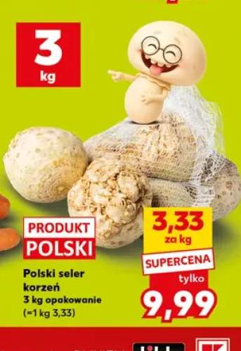 Seler korzeń polski
