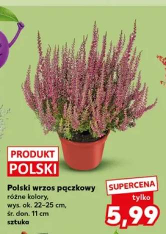 Polski wrzos pączkowy