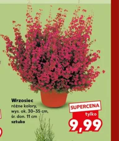 Wrzosiec