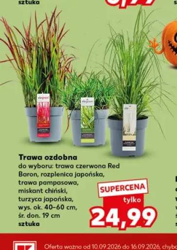 Trawa ozdobna rozplenica japońska +4 warianty