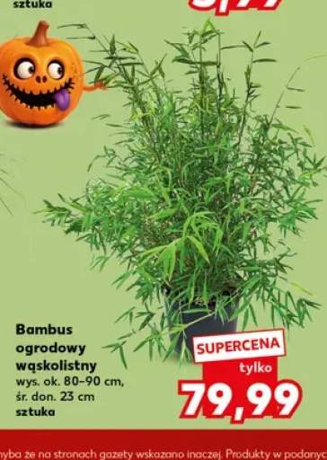 Bambus ogrodowy wąskolistny
