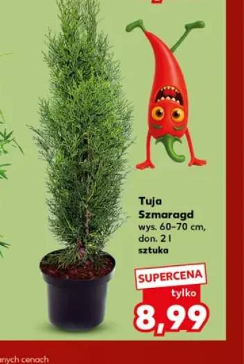 Tuja Szmaragd