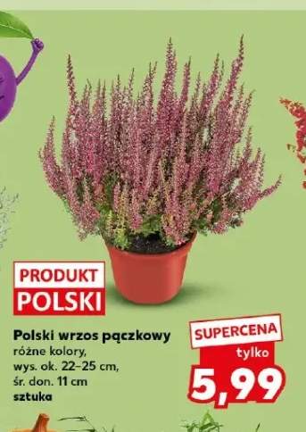 Polski wrzos pączkowy
