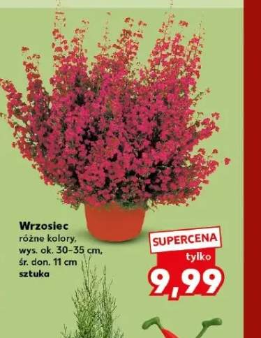 Wrzosiec