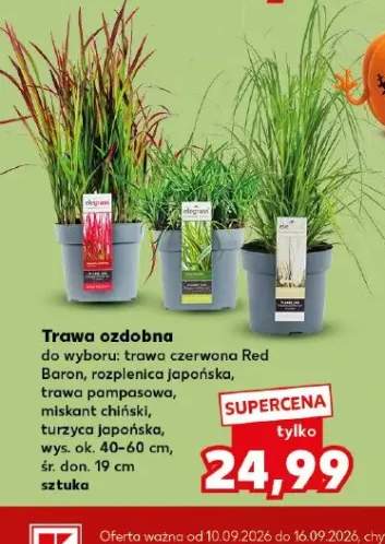 Trawa ozdobna rozplenica japońska +4 warianty