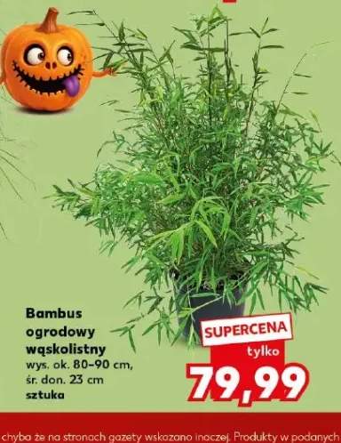 Bambus ogrodowy wąskolistny