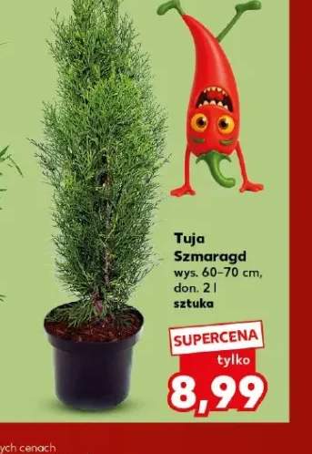 Tuja Szmaragd