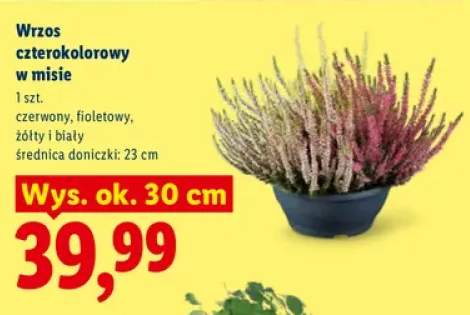 Wrzos czterokolorowy w misie
