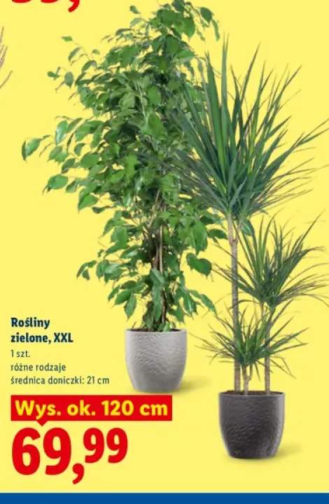 Rośliny zielone Xxl