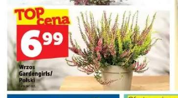 Wrzos Gardengirls