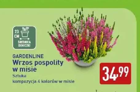 Wrzos pospolity w misie Gardenline