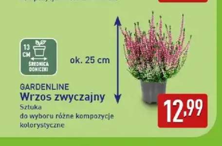 Wrzos zwyczajny Gardenline