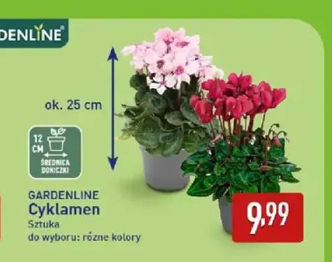 Cyklamen Gardenline