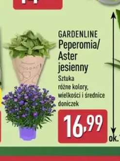 Peperomia Gardenline +1 wariant