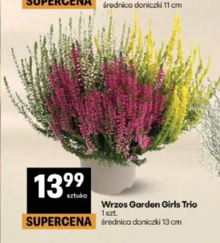 Wrzos Garden Girls Trio