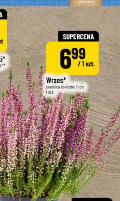 Wrzos