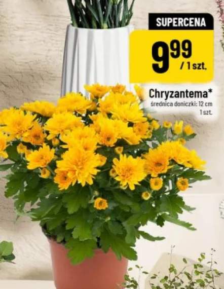 Chryzantema