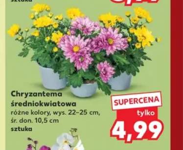 Chryzantema średniokwiatowa