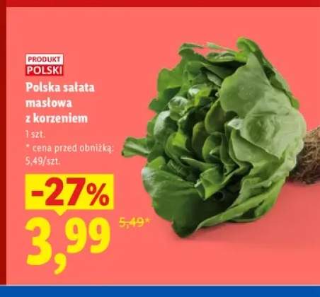 Polska sałata masłowa z korzeniem