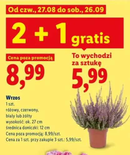 Wrzos różowy +3 warianty