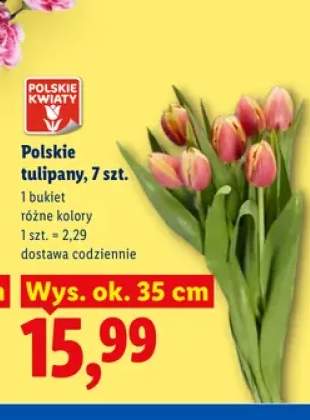 Polskie tulipany 7-pak