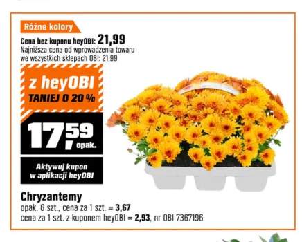 Chryzantemy 6-pak