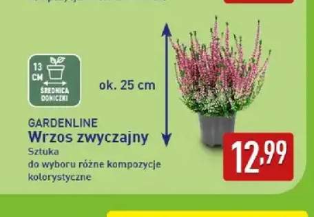 Wrzos zwyczajny Gardenline