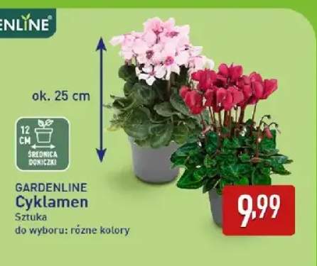 Cyklamen Gardenline
