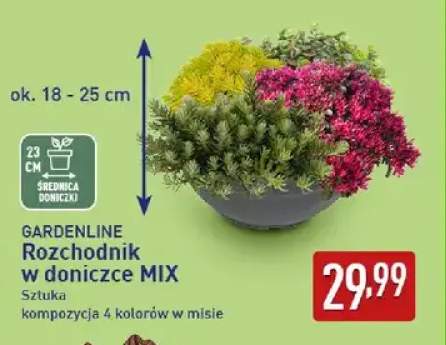 Rozchodnik w doniczce mix Gardenline