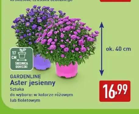 Aster jesienny Gardenline