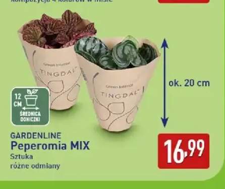 Peperomia mix Gardenline