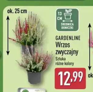 Wrzos zwyczajny Gardenline