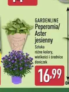 Peperomia Gardenline +1 wariant