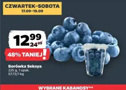 Borówka Sekoya