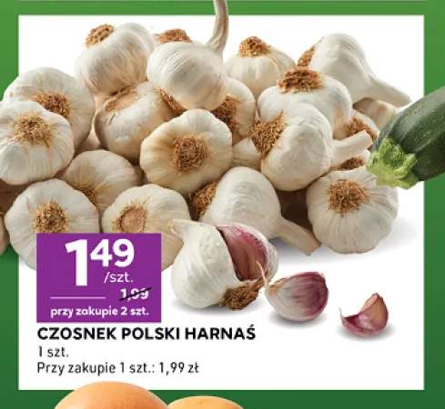 Czosnek polski Harnaś