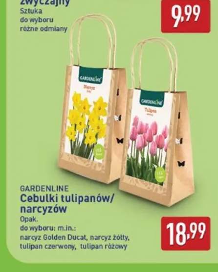 Cebulki narcyz Golden Ducat Gardenline +3 warianty