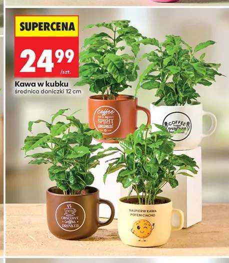 Kawa w kubku