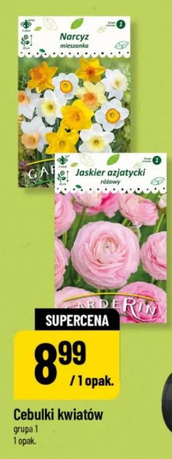 Cebulki kwiatów Jaskier azjatycki różowy Garderin +1 wariant