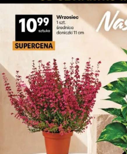 Wrzosiec