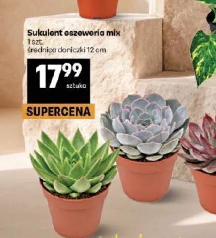 Sukulent eszeweria mix