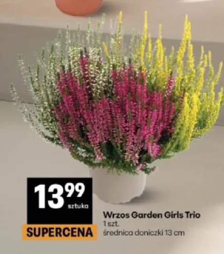 Wrzos Garden Girls Trio