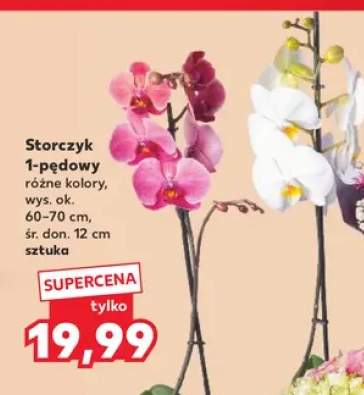 Storczyk 1-pędowy